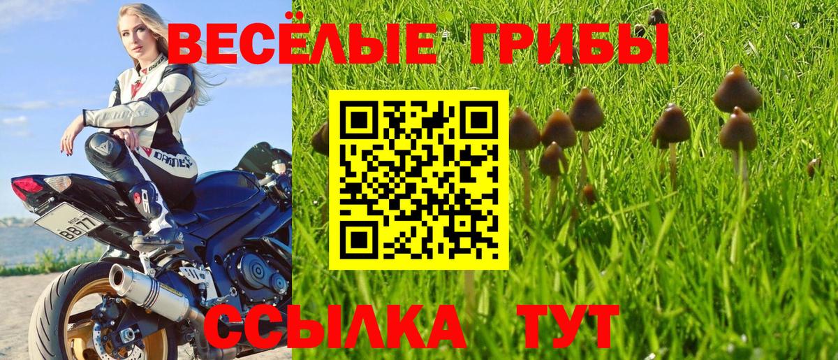 Псилоцибиновые грибы Psilocybe Горно-Алтайск